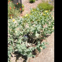 Glaucium Corniculatum (ss-esp Corniculatum) (fam Papaveracees) (sud et centre de l'Europe) (01)